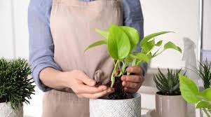 Decorative Planters & Stands