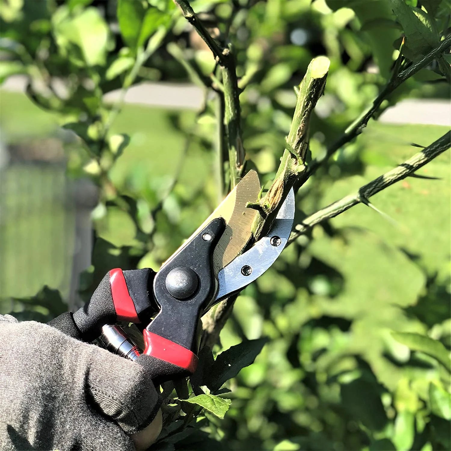 Professional Garden Pruning Shears (8 in.)