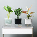 Clear Self-Watering Planter for Indoor Plants
