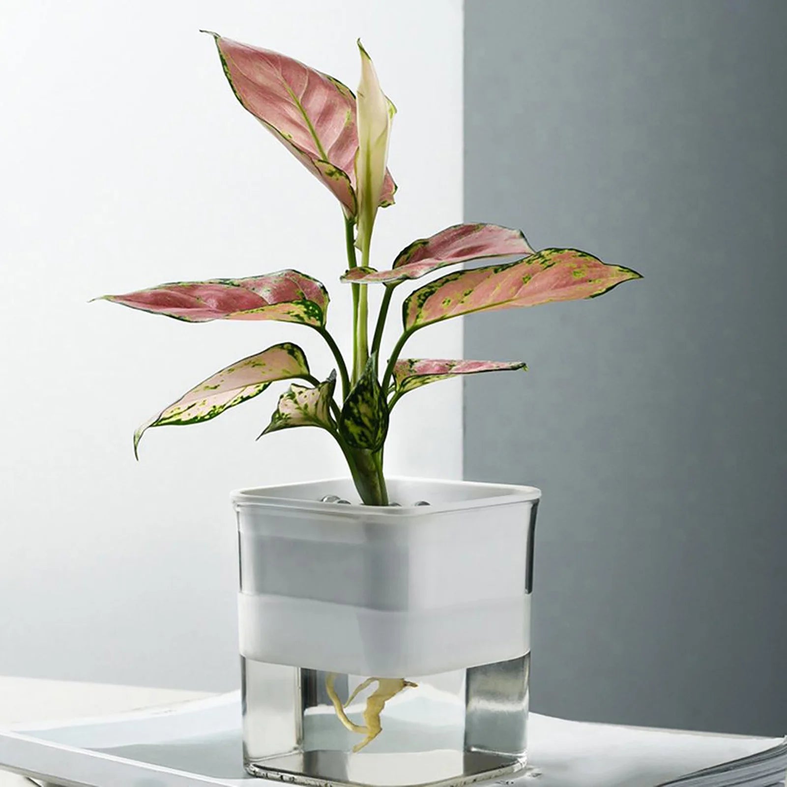 Clear Self-Watering Planter for Indoor Plants