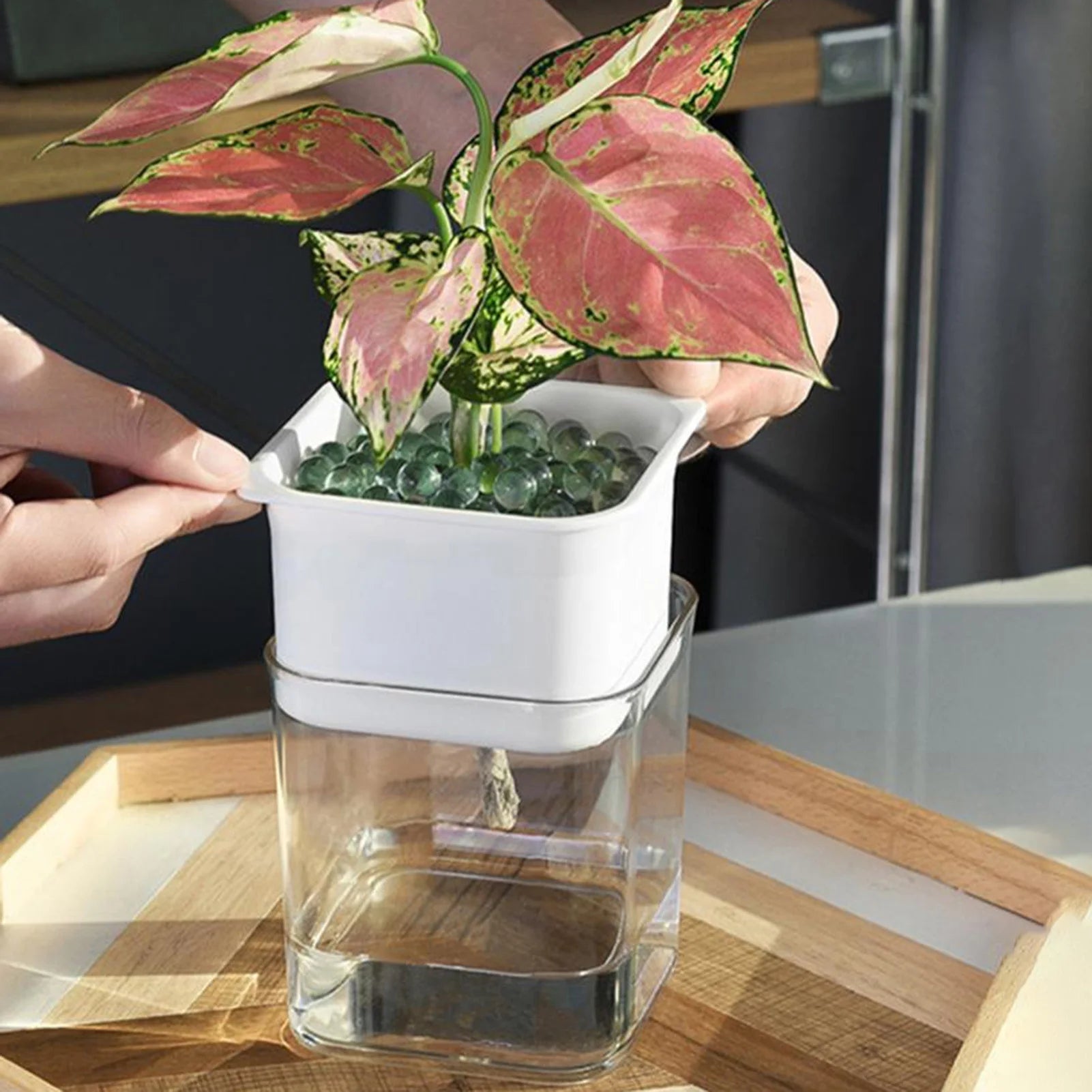 Clear Self-Watering Planter for Indoor Plants